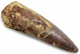 Fossil Spinosaurus Tooth - Real Dinosaur Tooth #383463-1